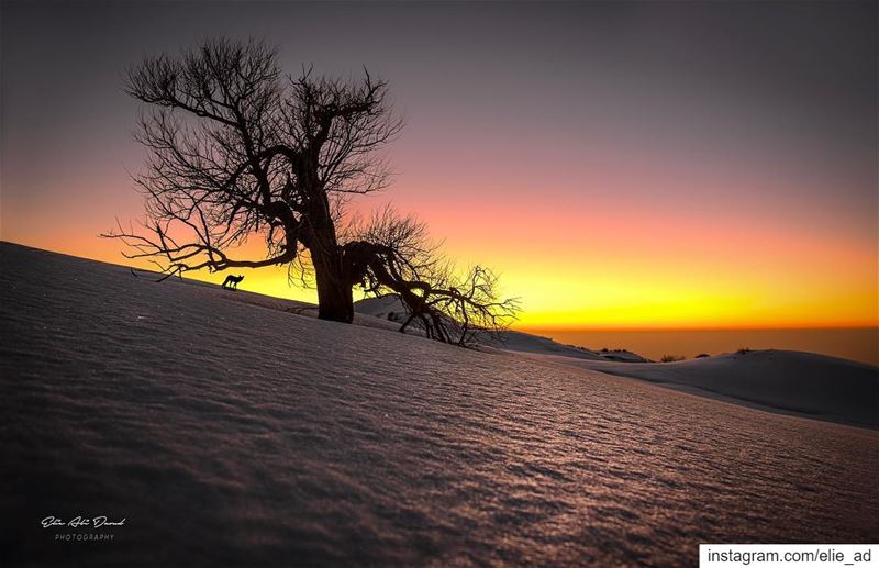 I thought it was a lonely tree, until this little fella showed up 🦊 ... (Qanat Bakish, Mont-Liban, Lebanon)