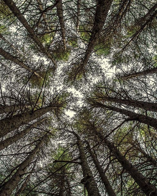 'i took a walk in the woods; and came out taller than the trees...''''... (Arz el Bâroûk)