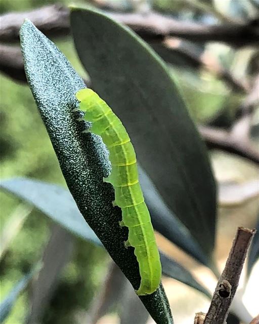 "I want to be like a Caterpillar. Eat a lot, sleep for a while, and then... (Jezzîne, Al Janub, Lebanon)