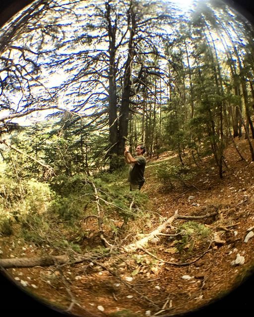I want to see the capture ☺ forest  cedarsforest  barouk  mountains ... (Al Shouf Cedar Nature Reserve)