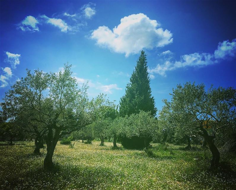 I was made for sunny days!  lebanon  batroundistrict  nature  naturelover ... (Ra'S Nhash, Liban-Nord, Lebanon)