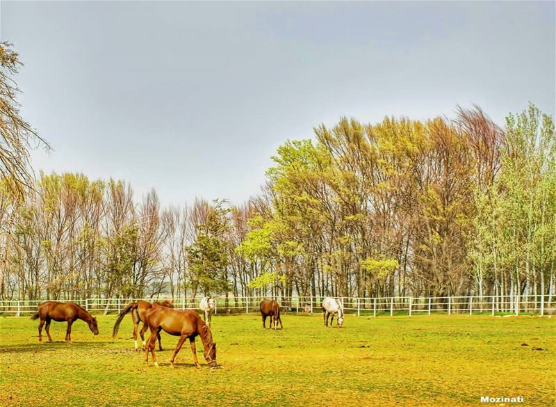 I will ride, I will fly chase the wind and touch the sky !!! ============== (`Ammiq, Béqaa, Lebanon)