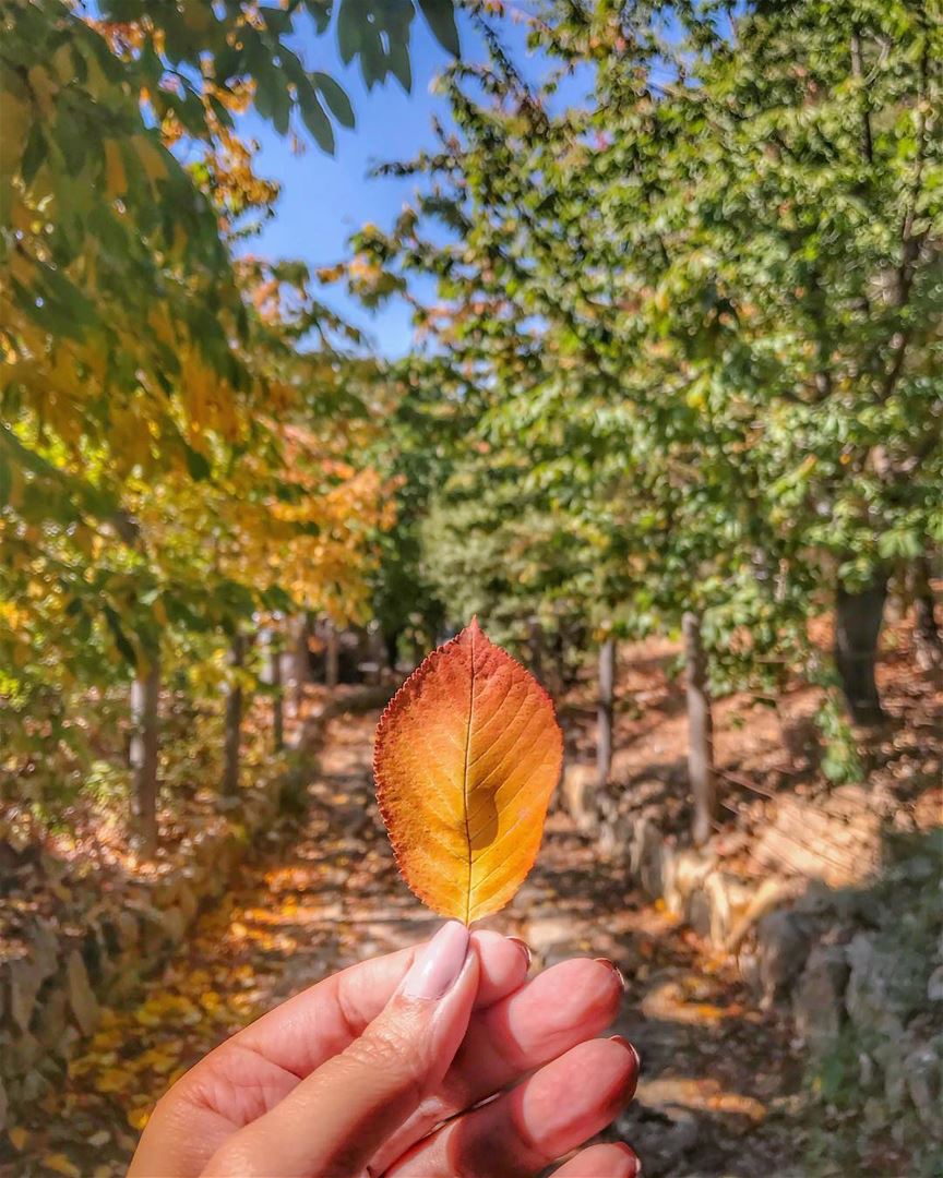 I wish I can be the autumn leaf,Who looked at the sky and lived,And when... (Horsh Ehden)