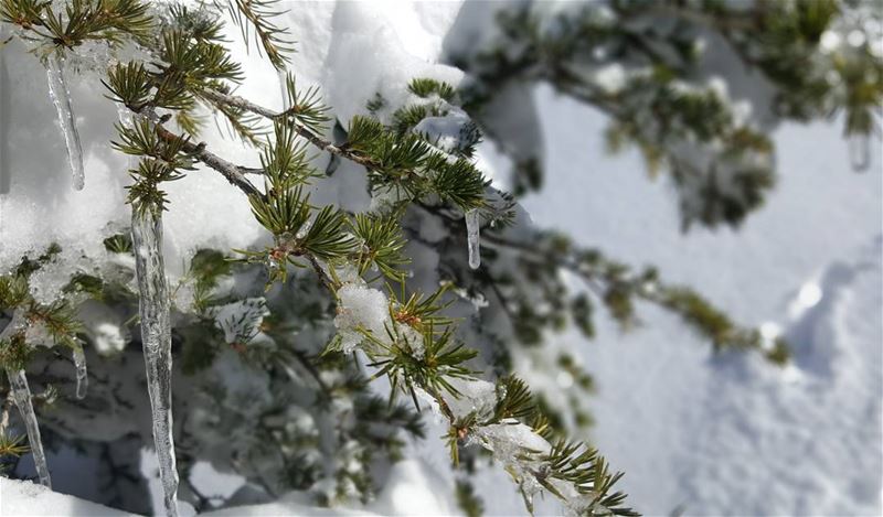  ice  cedars  cedarsofgod  cedruslibani  forestsoflebanon  forest ...