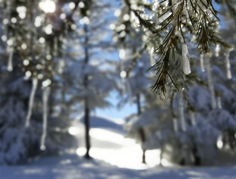 Ice, ice, baby ice  freezing  cold  ice  cedars  cedarsofgod ...