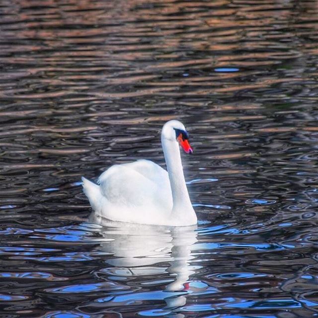 If dreams were wings you know I would have flown to you 🎶... (Lac de Bnachii)