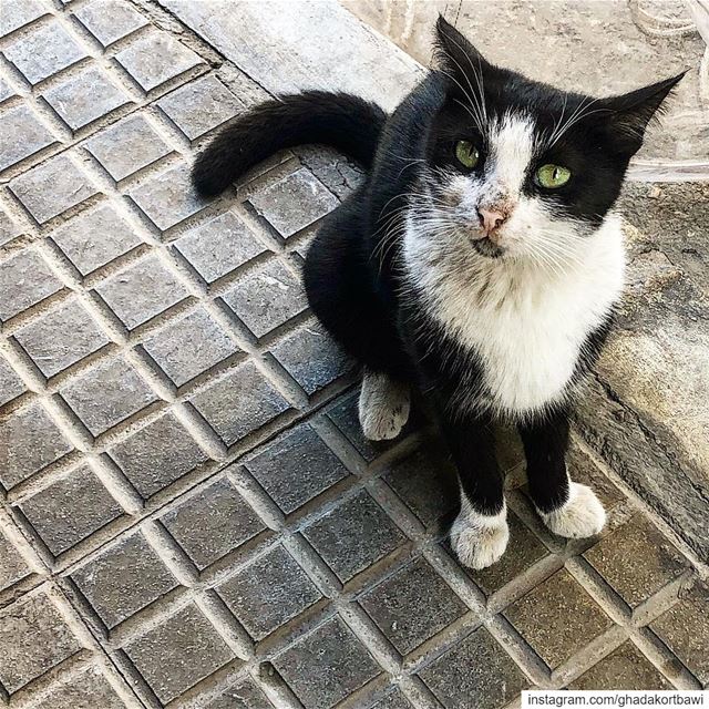 If looks could kill نظرة قاتوليّة::::::::::::::::::::::::::::::::::::::::: (Mar Mikhael-Armenia The Street)