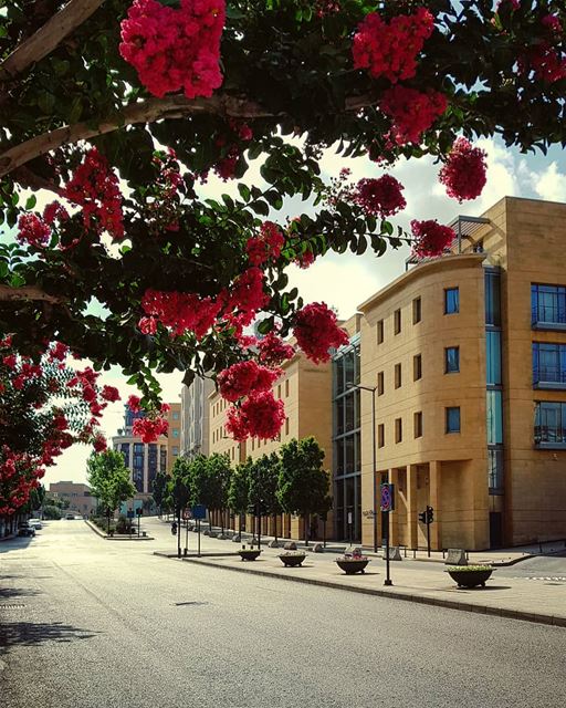 If not in good relationship with bed.. Go out and hug Nature ..🍃🏃‍♀️🍃... (Downtown Beirut)