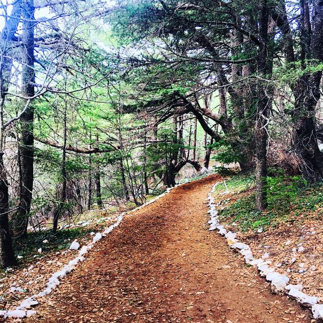 If Only Mondays Started Here. cedar  cedaroflebanon  shouf  lebanon ... (Arz el Bâroûk)