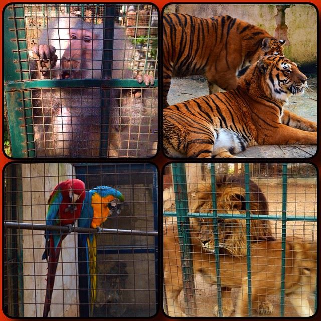 If only they could speak..😔😔  animalcity  lebanonzoo  wildanimals ...