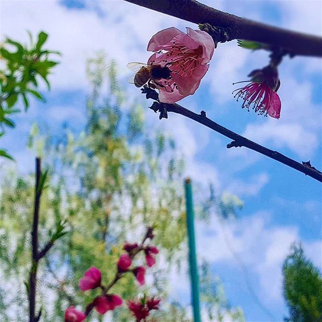 If the Bumble Bees Disappears from the surface of the world man would no... (Deir El Qamer, Mont-Liban, Lebanon)