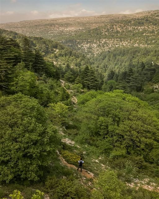 If the path before you is well marked, looks easy and clear ... most... (Horsh Ehden)