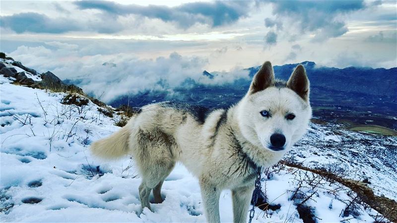 If there are no dogs in heaven, then when i die i want to go where they... (Akoura, Mont-Liban, Lebanon)