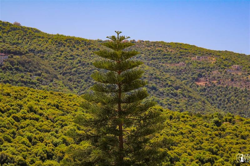 If there is a  future, it will be  Green.. gogreen  Lebanon  Nature ...