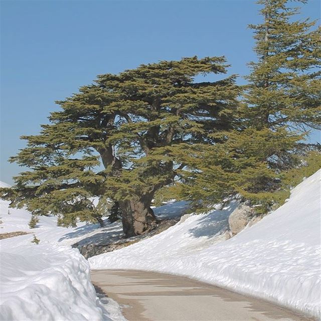 If trees could speak they wouldn't  lebanon  barouk  oldesttree  cedar ... (Al Shouf Cedar Nature Reserve)