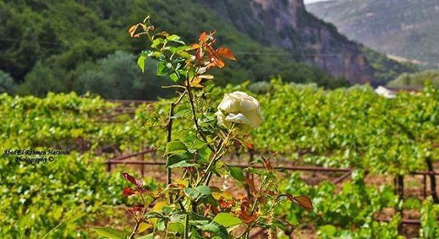 If we could see the miracle of a single flower clearly...Our whole life... (Batroun District)