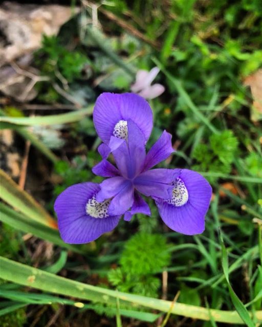 If we had no  winter , the  spring would not be so  pleasant MorningWalk ... (Al Qubayyat, Liban-Nord, Lebanon)