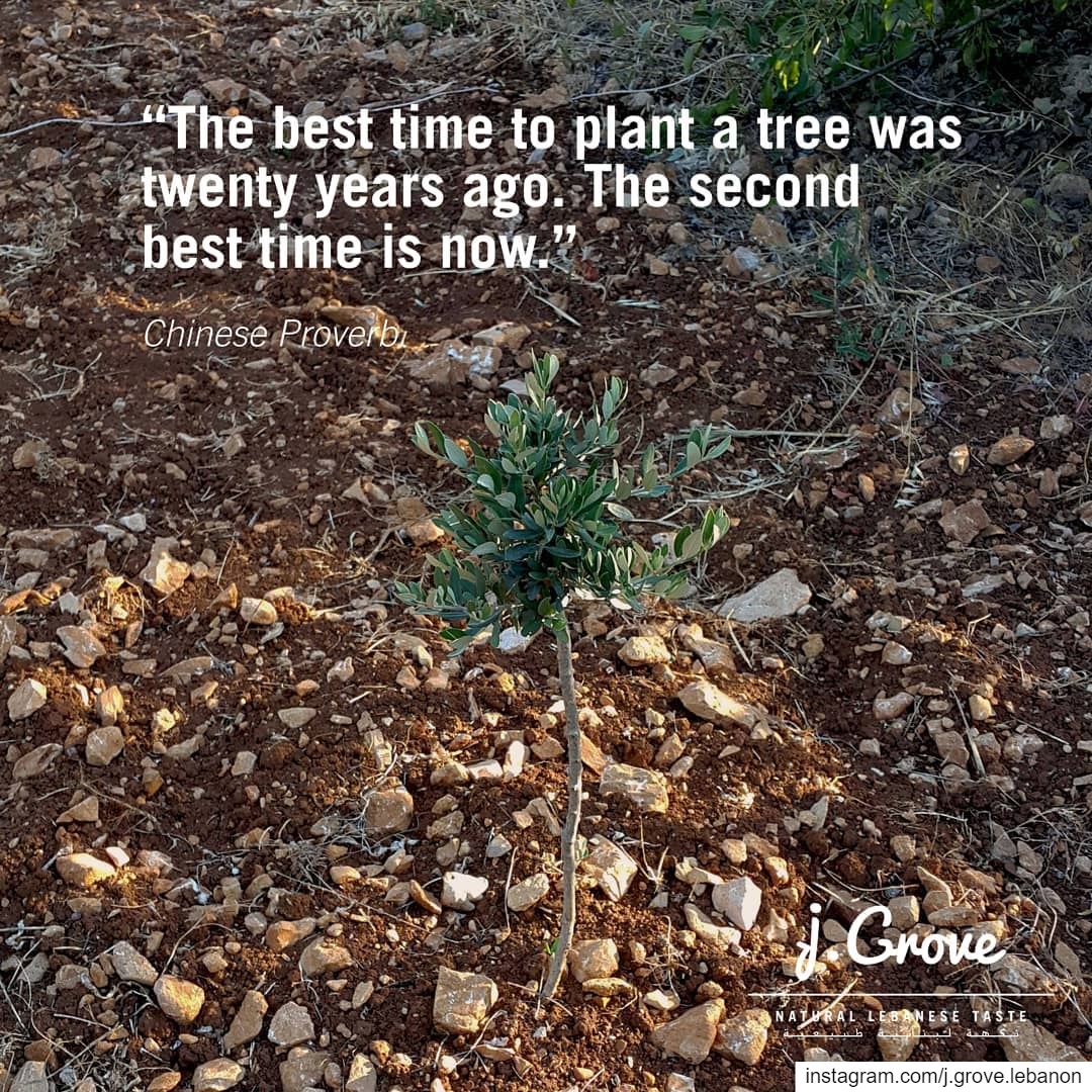 If we planted just one tree each, imagine the difference it would make in...