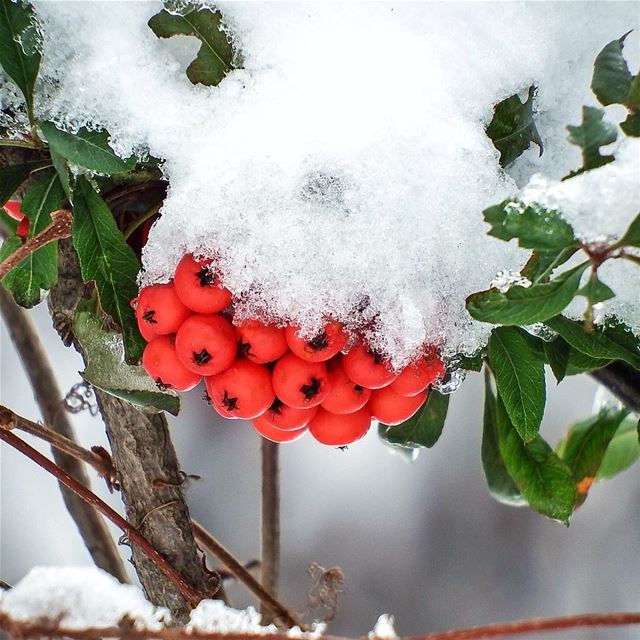 If you can be anything, be  kind ❄️❄️❄️❄️❄️❄️❄️ (Jered Tannourine)