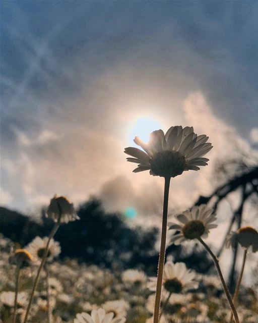 If you’re brave enough to say goodbye, life will reward you with a new... (El-Kour, Liban-Nord, Lebanon)