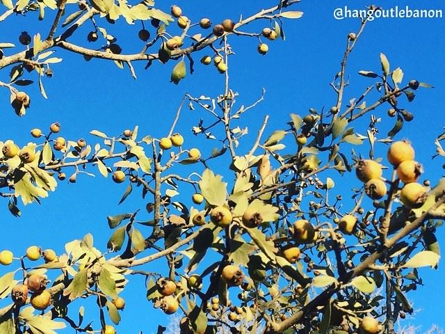 If you're  hiking somewhere in  Lebanon, pay attention to this  fruit. It's (Blida, Al Janub, Lebanon)