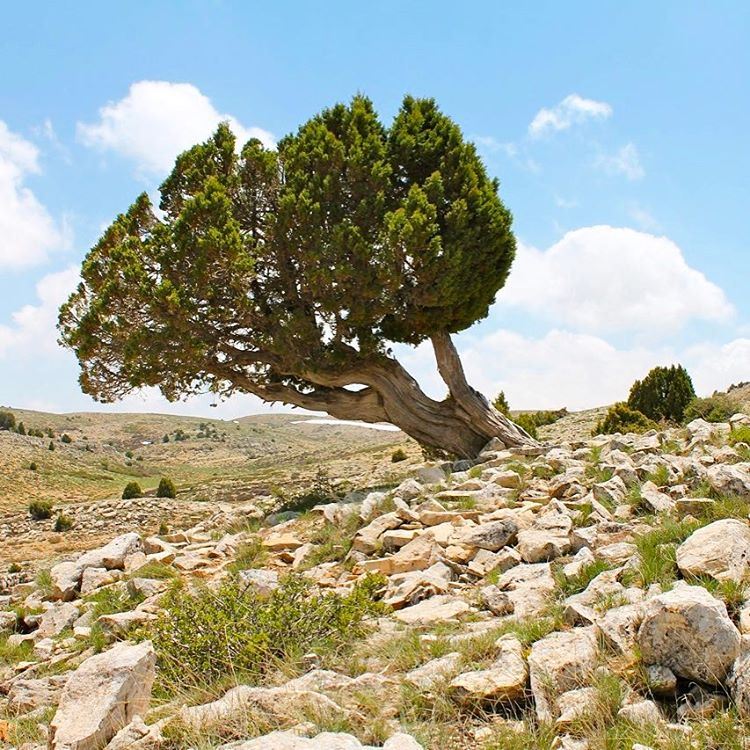 If you stand for a reason, be prepared to stand alone like a tree; and if... (Akoura, Mont-Liban, Lebanon)