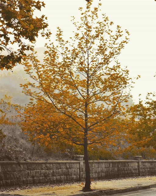 💫 If you stand for a reason, be prepared to stand alone like a tree.. And... (Sawfar, Mont-Liban, Lebanon)