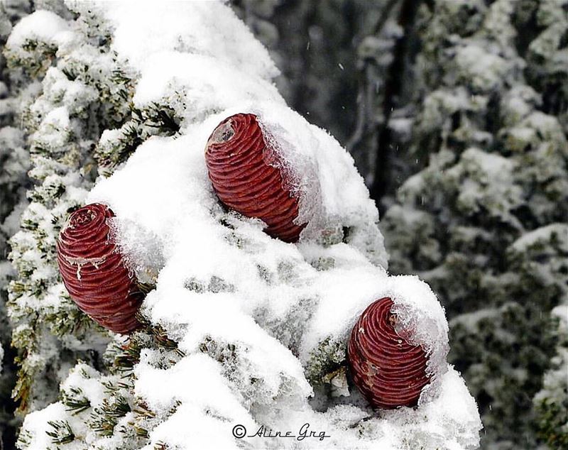 " If you truly Love Nature, you will find beauty everywhere." - Van Gogh ... (Al Shouf Cedar Nature Reserve)