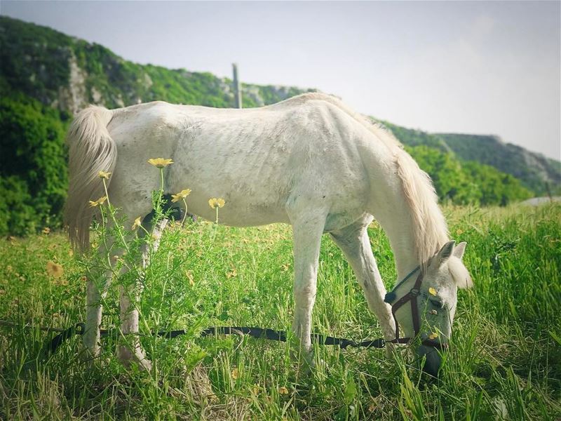 "If you wanna  Ride, Go ride the  WhiteHorse" horse  white  freedom ... (Batroun District)