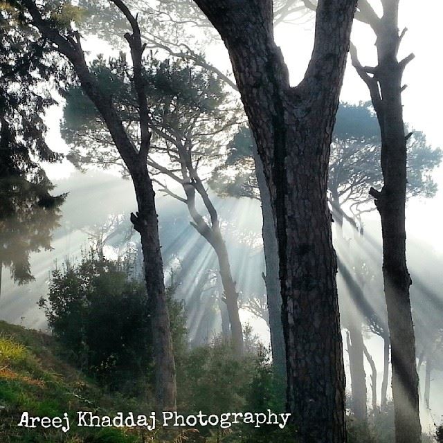  ig_leb  proudlylebanese  livelovebeirut  wearelebanon  ig_lebanon ...