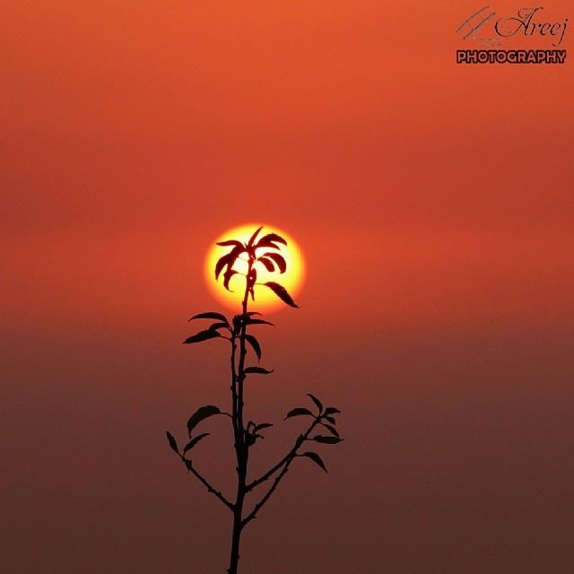  ig_leb  proudlylebanese  livelovebeirut  wearelebanon  ig_lebanon ...