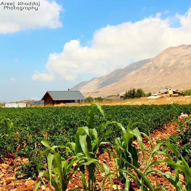  ig_leb  proudlylebanese  livelovebeirut  wearelebanon  ig_lebanon ... (Cedars Mountains)