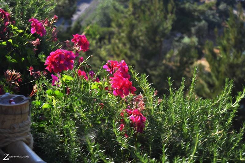  ig_lebanon lebanon_picrures loves_lebanon livelovebeirut lebanoninstagram... (Blue Jay Valley)