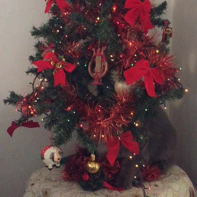 Im a  christmastree 😻😸😻  christmas  christmastime  besttimeoftheyear ...