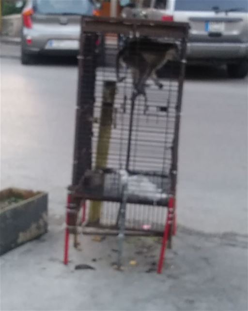😂😂😂😂😂🐵🐒 im impressed. monkeyshit ... (Chiah, Mont-Liban, Lebanon)