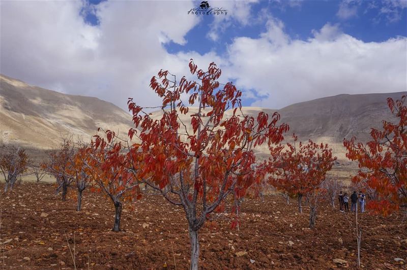 Immortal nature 🍁 • • •  bchari  lebanon  beirut  livelovelebanon ...