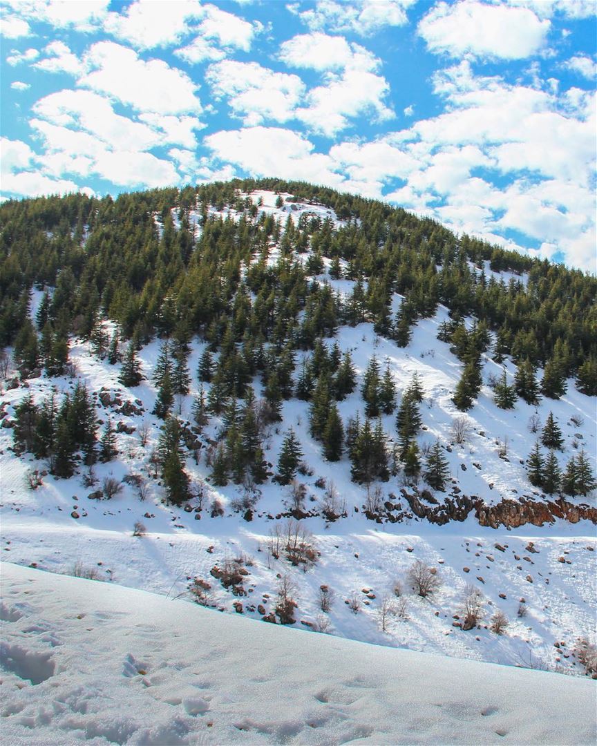 Impossível não se encantar com esta reserva de cedros nas montanhas de... (Bâroûk, Mont-Liban, Lebanon)