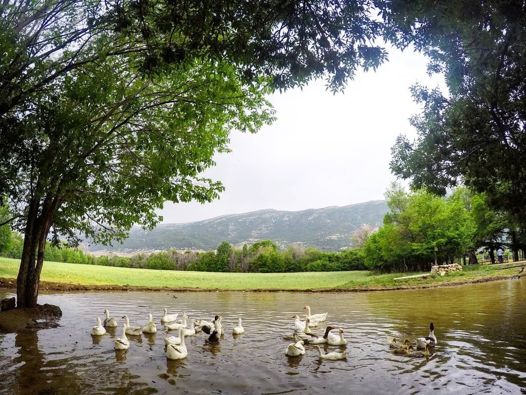 In A Moment Of  Peace ... Piece Of  Heaven 🦆🦆🦆 Lake  Ducks  Nature ... (`Ammiq, Béqaa, Lebanon)