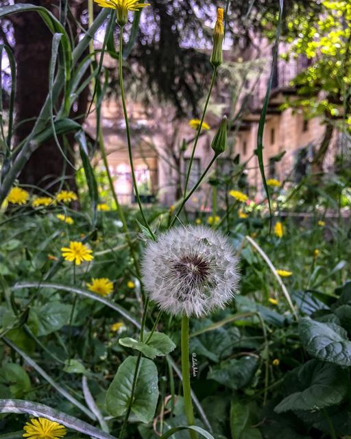 In a world of roses...be a dandelion... 🍃 dandelion  livelovejezzine ... (Jezzîne, Al Janub, Lebanon)