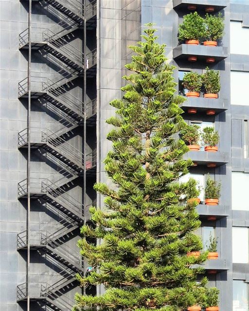 ... In case of fire, please use the... tree 🌳😉------.. Lebanon_HDR  Л (Beirut, Lebanon)