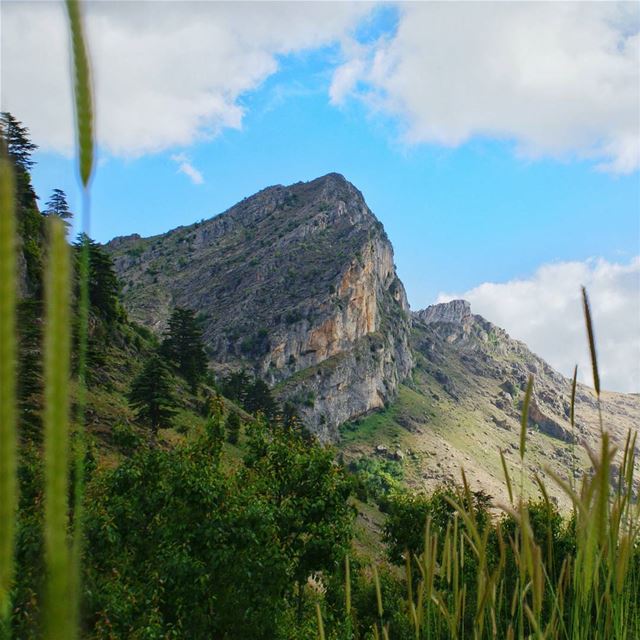 In every walk in nature one receives far more than he seeks. ... (Arz Tannourine)