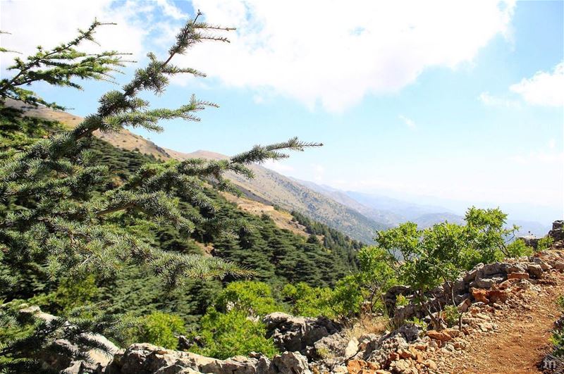 -In every walk with nature one receives far more than he seeks - ...... (Al Shouf Cedar Nature Reserve)