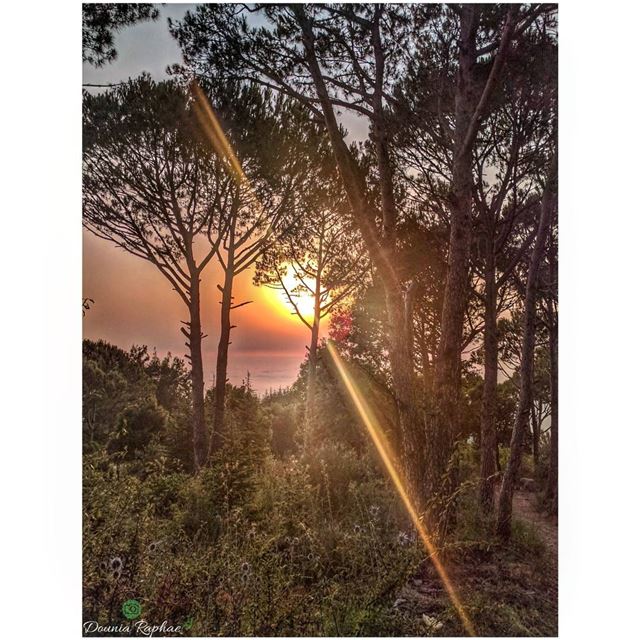 "In every walk with nature, one receives far more than he seeks" 🍃 - John... (Annâya, Mont-Liban, Lebanon)