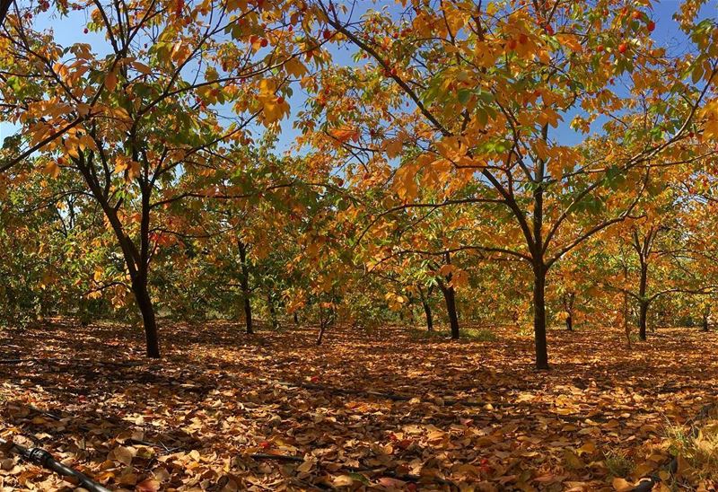 In love with the colors ......  lebanonspotlights  thisismycommunity... (Jebrâyel, Liban-Nord, Lebanon)