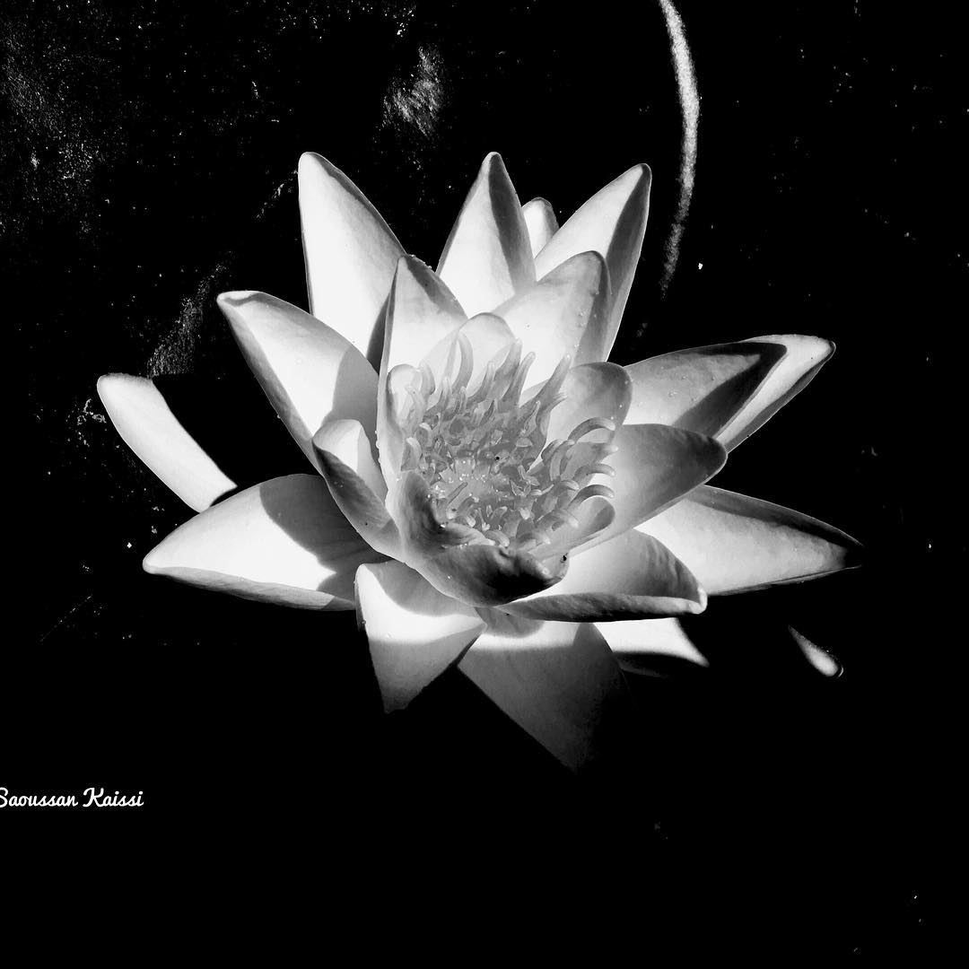 In my garden  today  lotus  blackandwhite  monochrome ...