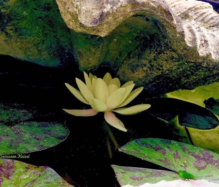 In my garden  today  lotus  flower  yellow  beautiful ...