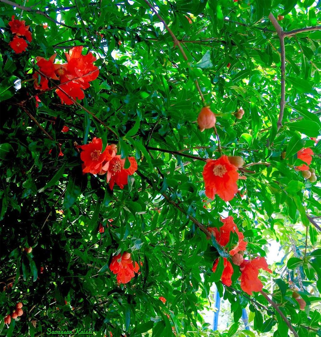  in my garden  today  pomegranate tree green  orange ...