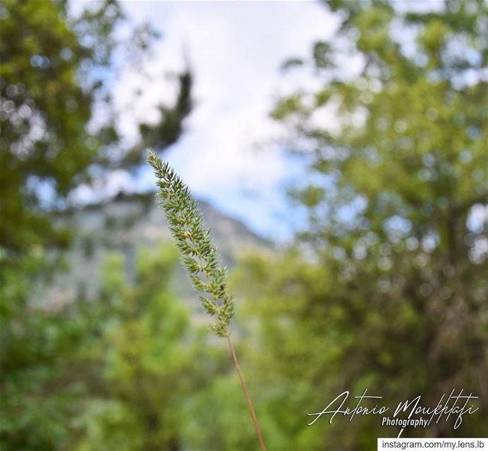 In nature, light creates the color. In the picture, color creates the... (Horsh Ehden Nature Reserve)