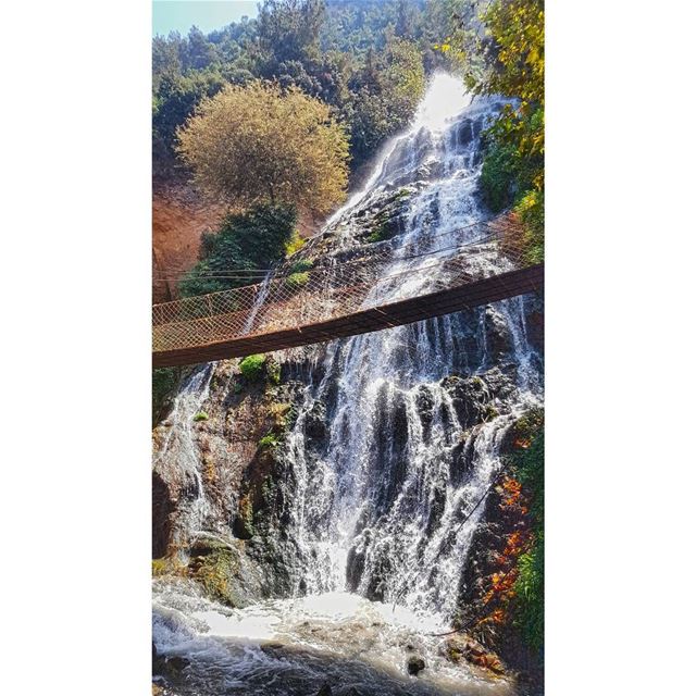 "In nature, nothing is perfect and everything is perfect. Trees can be... (`Akkar, Liban-Nord, Lebanon)