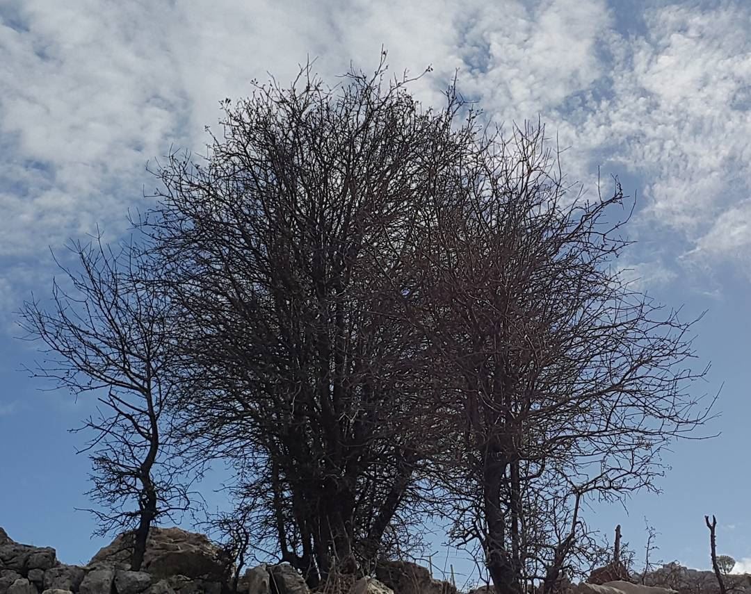 In seasons of loss they stand revealing who they really are 🌳 tree... (Baskinta, Lebanon)